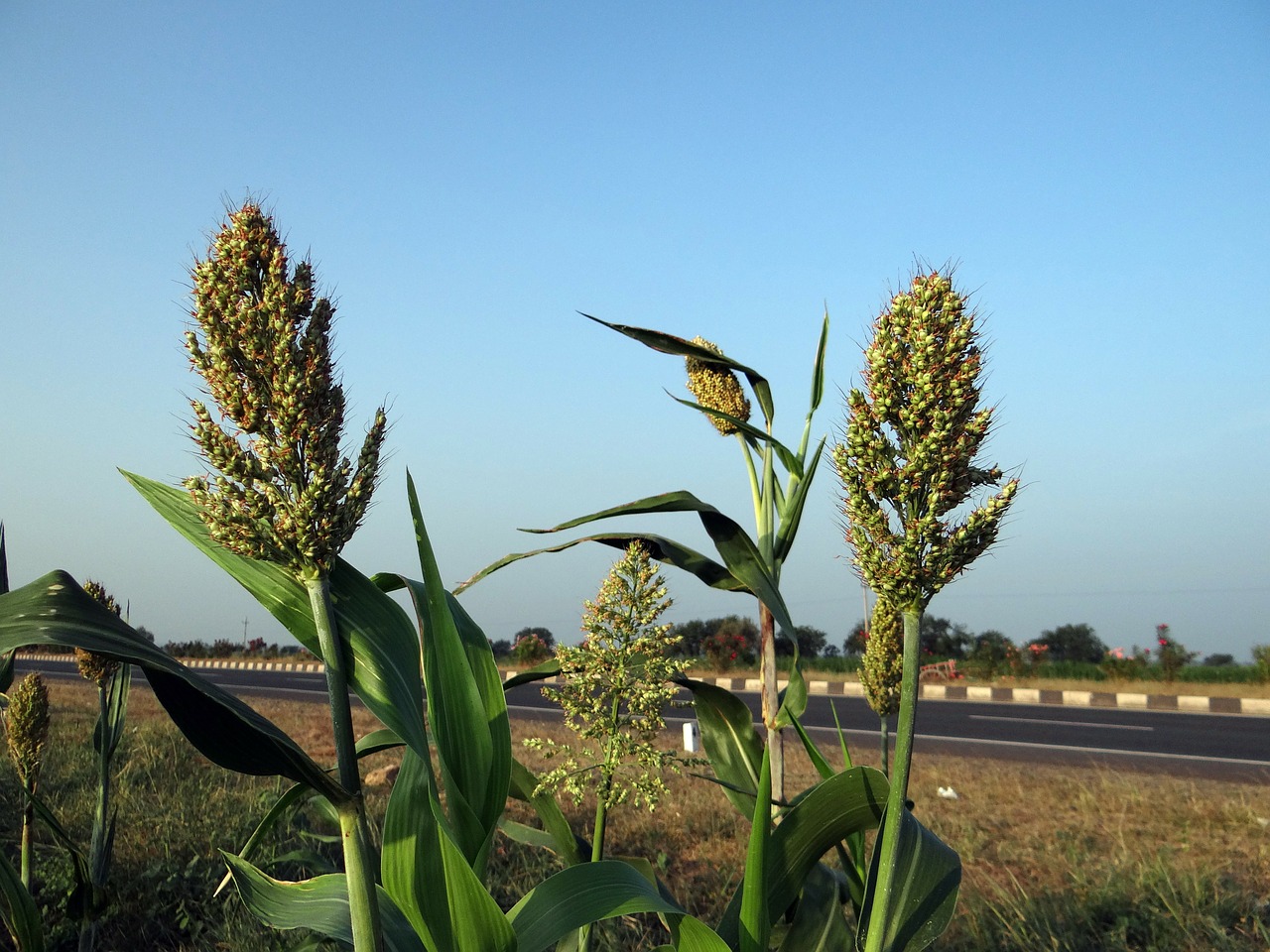 Sorghum Growers Reduce Water Use