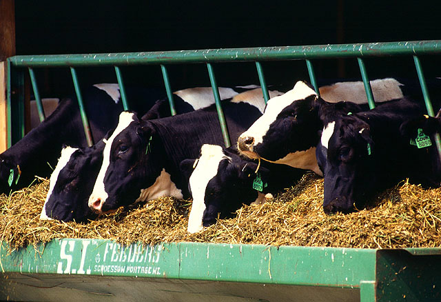 Dairy Nitrate Study Insights