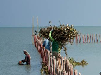 Large Coastal Safety Initiative Launched in Java