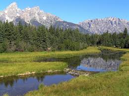 Bring Back the Beavers to Restore our WetlandsMillions of highly skilled environmental engineers stand ready to make our continent more resilien...