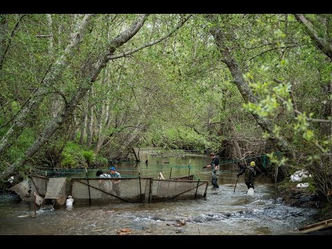 Central California's Stream Restoration Projects Unevenly Distributed