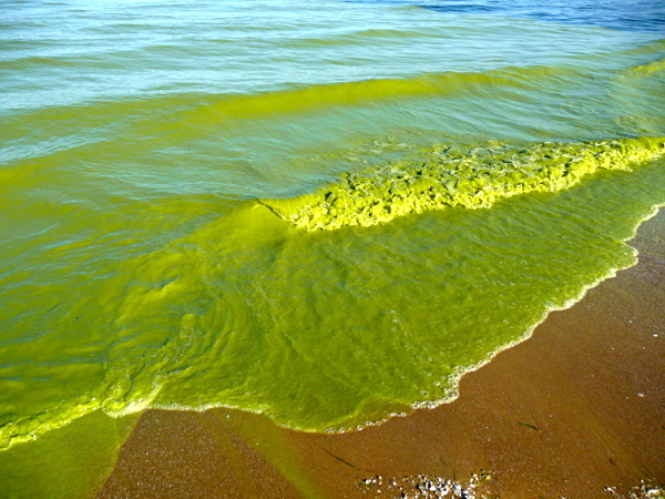 Consortium Formed to Address Water Pollution