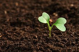 The seed segment is our future growth area: Davor Pisk