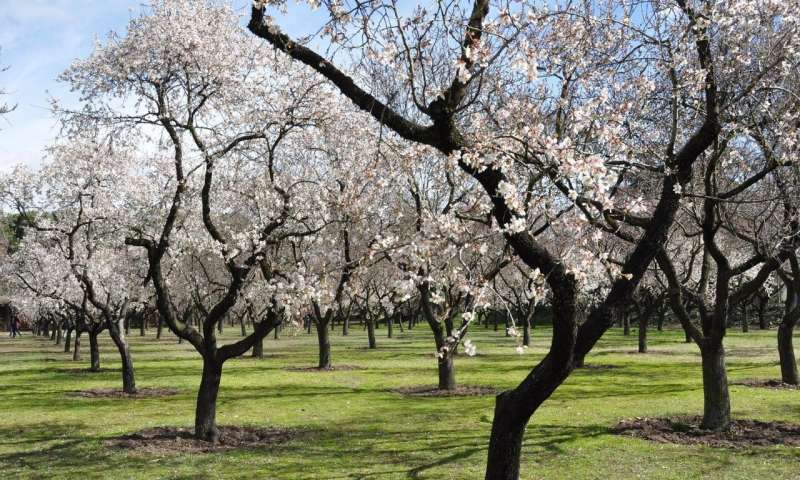 Water consumption for trees is calculated in order to design precision irrigation systems