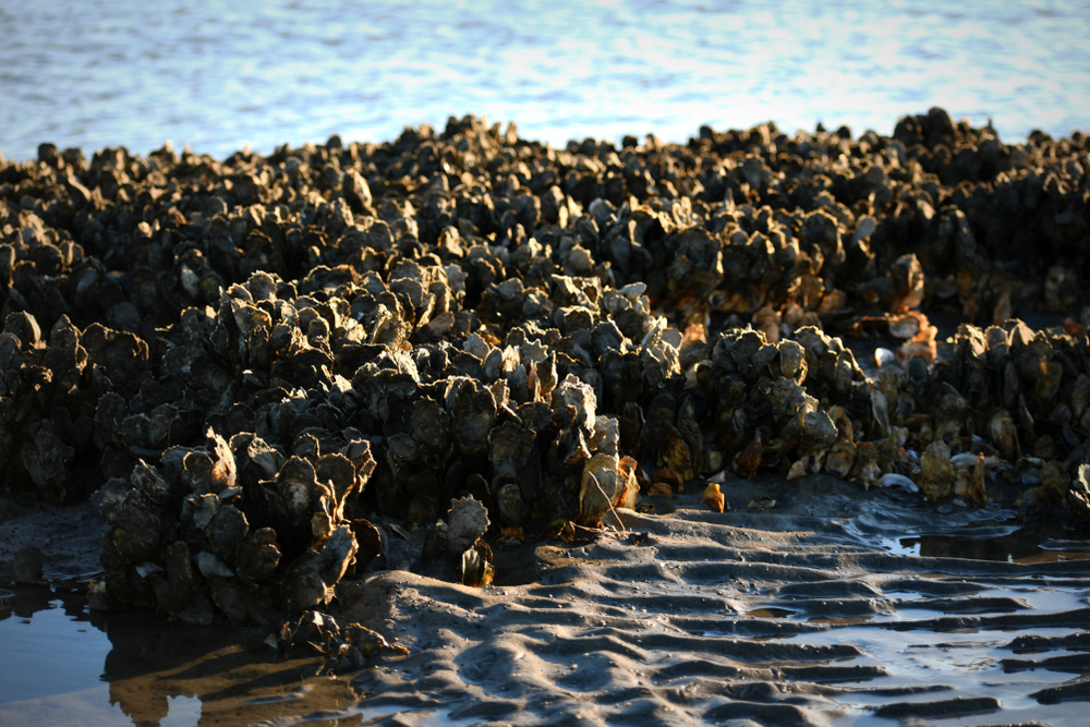 Can Interactive Mapping Tools Guide Shellfish Restoration? - Modern Farmer