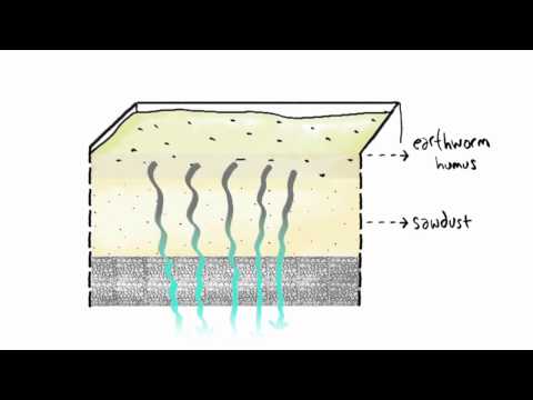 Water-Cleaning Technology Harnesses the Power of Worms