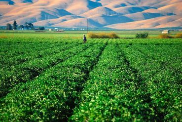 California Farms Forced to Stop Pumping River Water