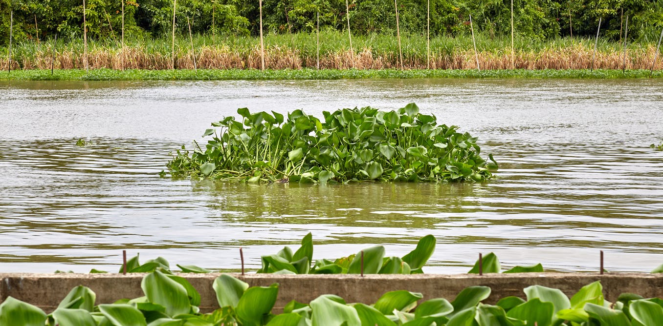 Invasive Tropical Plant Removed Metal Pollutants from British River – New Case Study