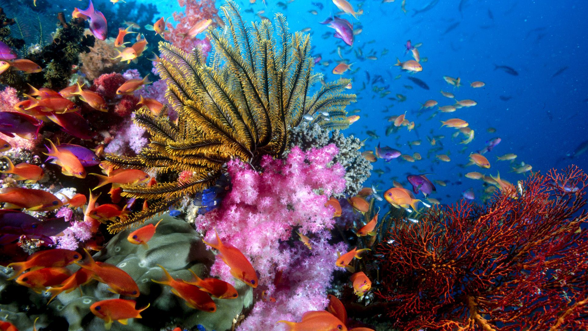 3 Ways Climate Change is Harming Marine Species