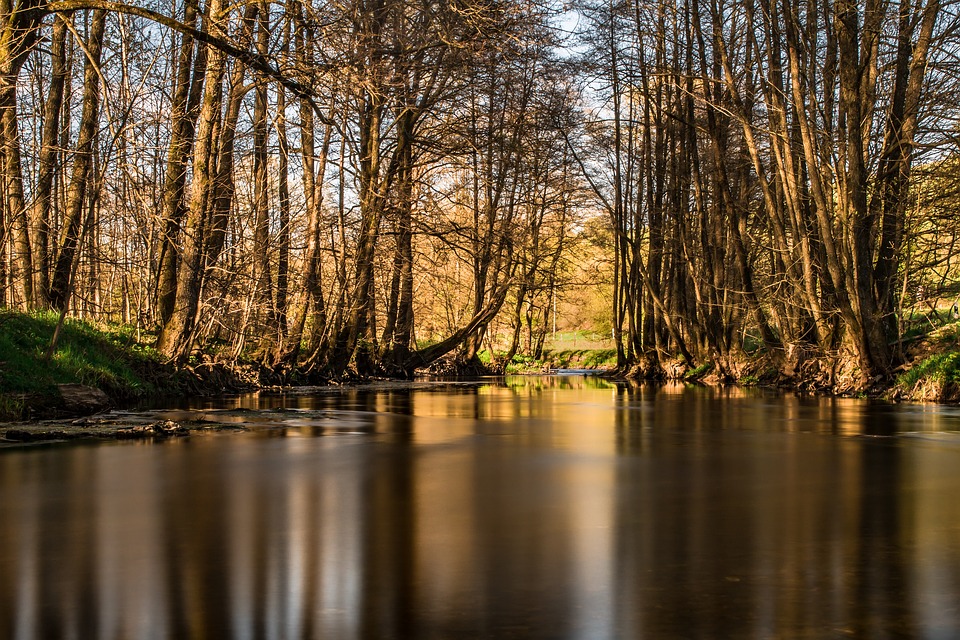 More Trees Help Water Sanitation, Reduce Child Deaths