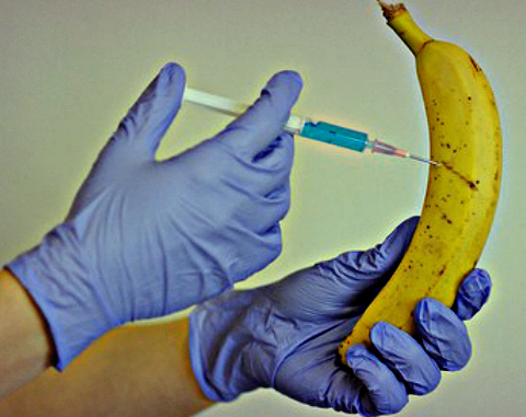 GMO Research Bill Rejected in Uganada