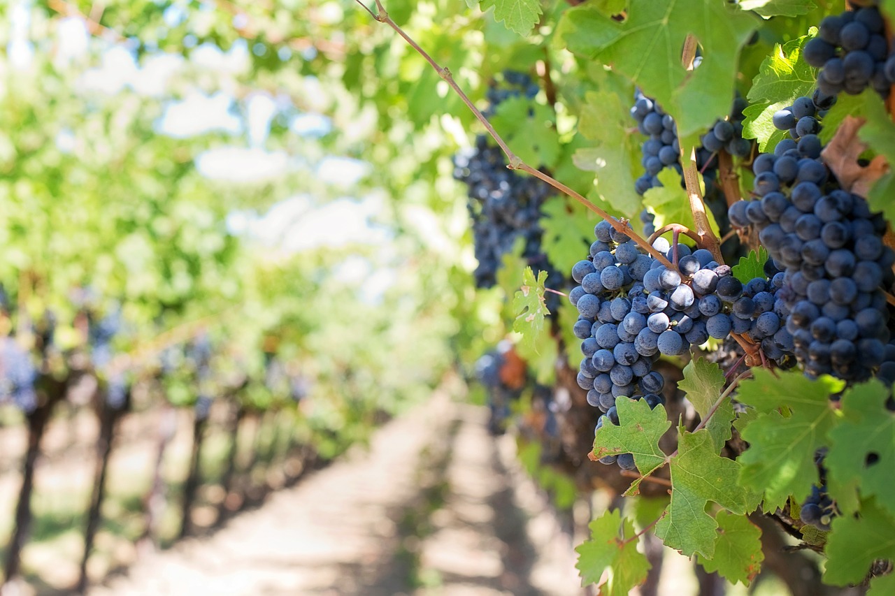Sustainable Winemaking