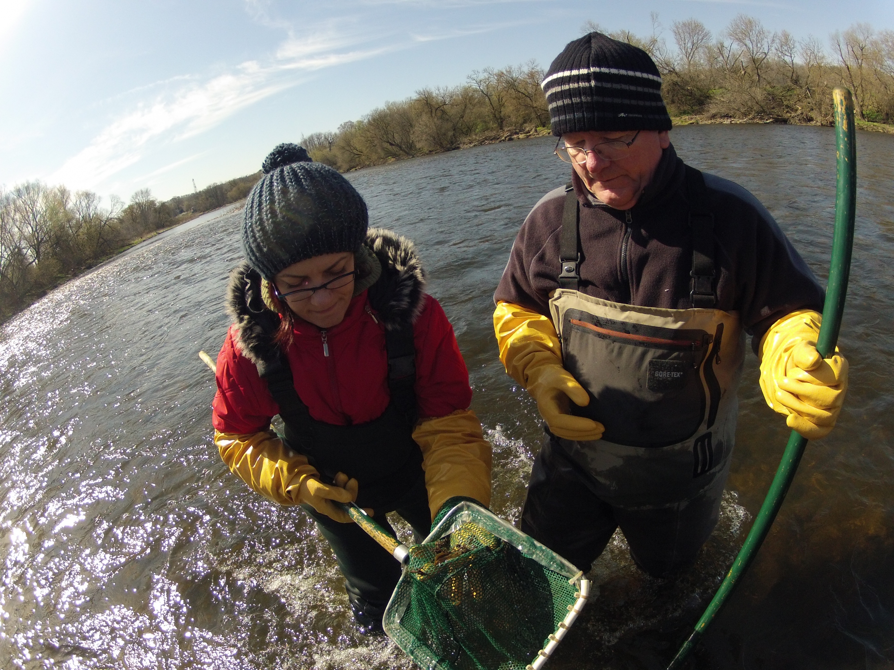 Wastewater treatment upgrades result in major reduction of intersex fish