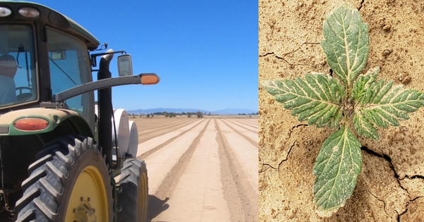 Hemp, Meet Large-Scale Agriculture, Large-Scale Agriculture, Meet Hemp