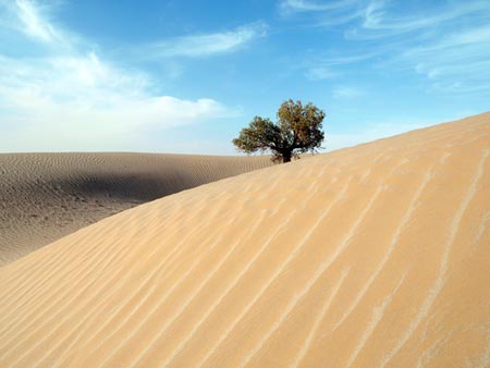 Wetland Park in Desert