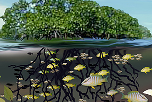 Rising Water Temperatures ​Endanger Coastal ​Ecosystems