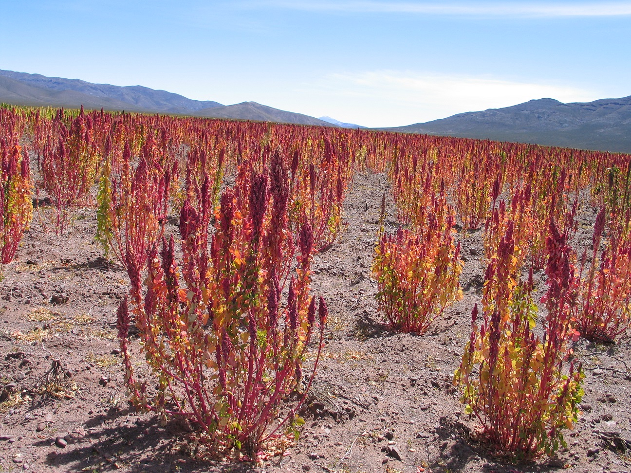 How Ancient Crops Could Counteract Climate Change Effects