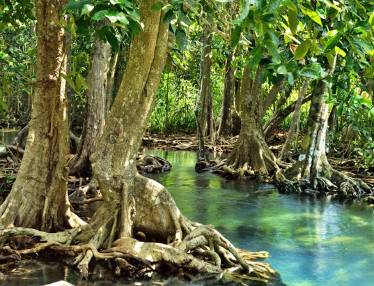 Bangladesh Struggles for Sundarbans Coal Project