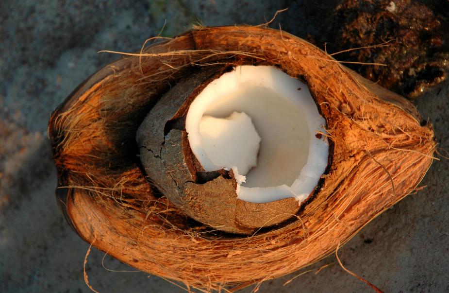 Tech to ​Purify Water ​Using Coconut ​Fibre