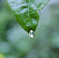 Nature-based solutions and Resilience