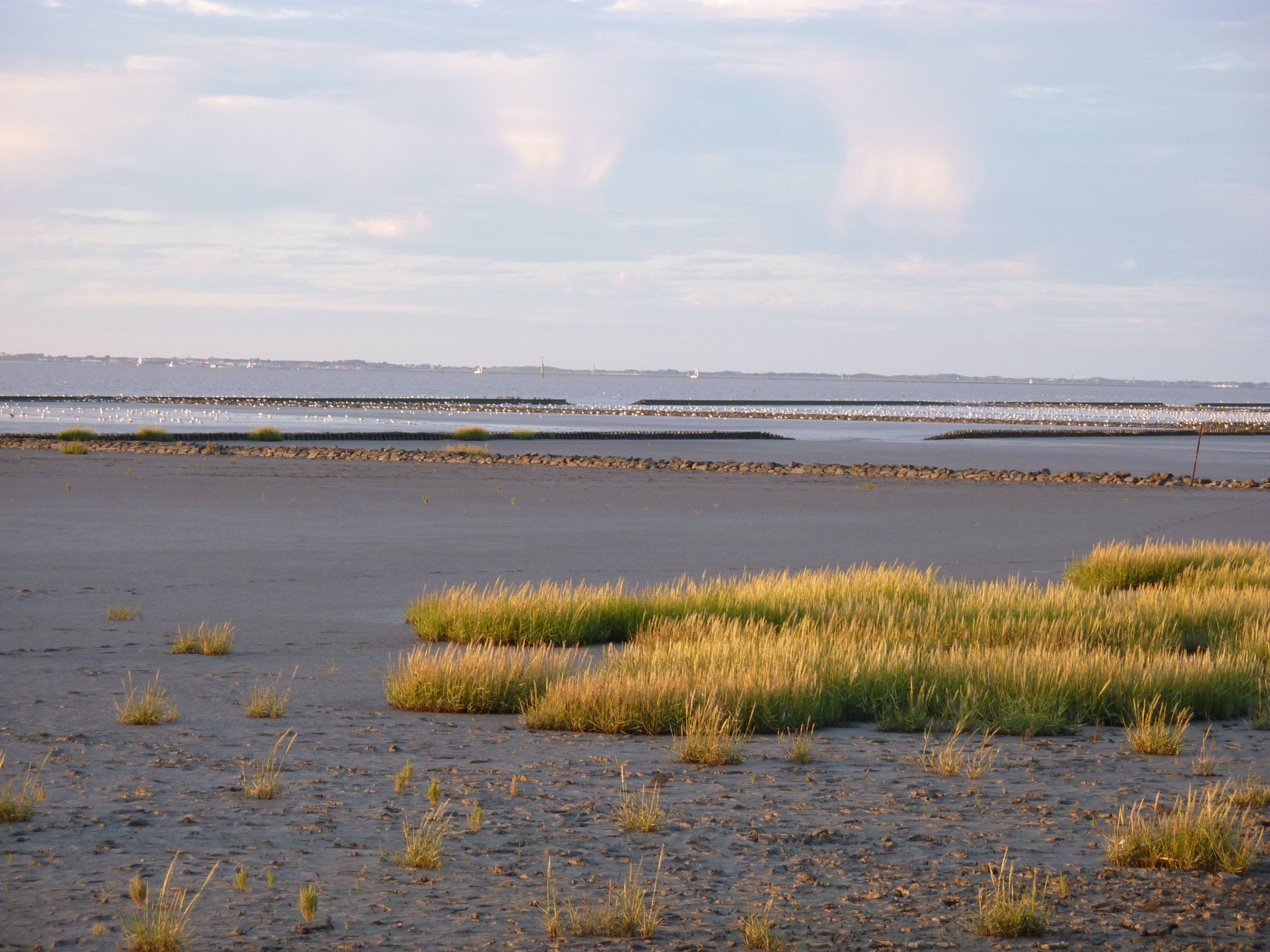 Understanding the Processes that Control the Flow of Carbon in Marshes