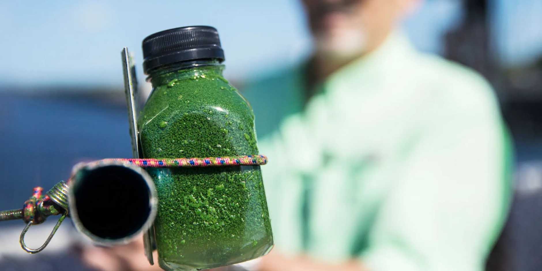 Algae Toxins Linked to Brain Diseases Found in Florida - LG Sonic