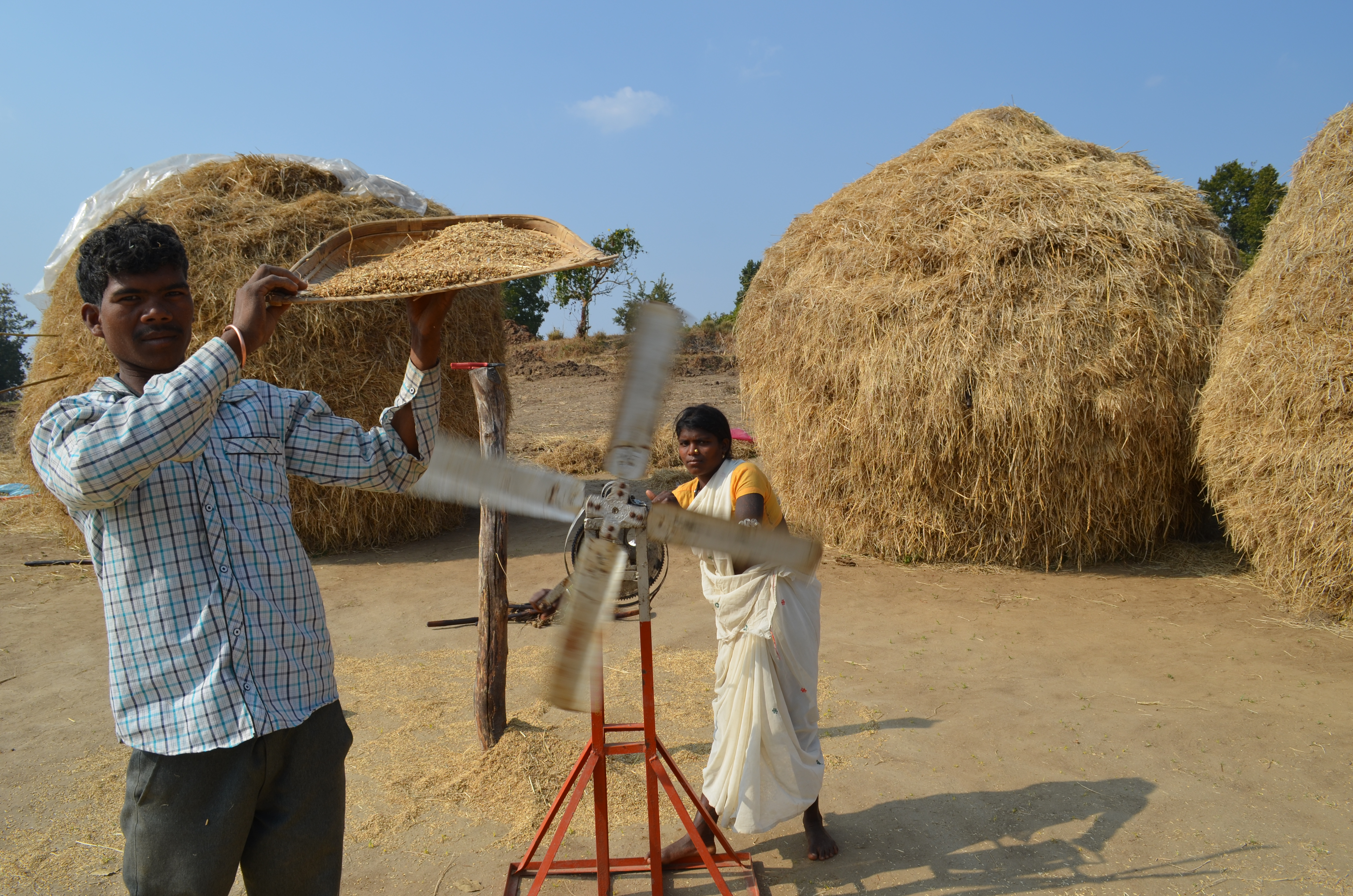 Swapping Crops Could Save Water and Improve Nutrition in India