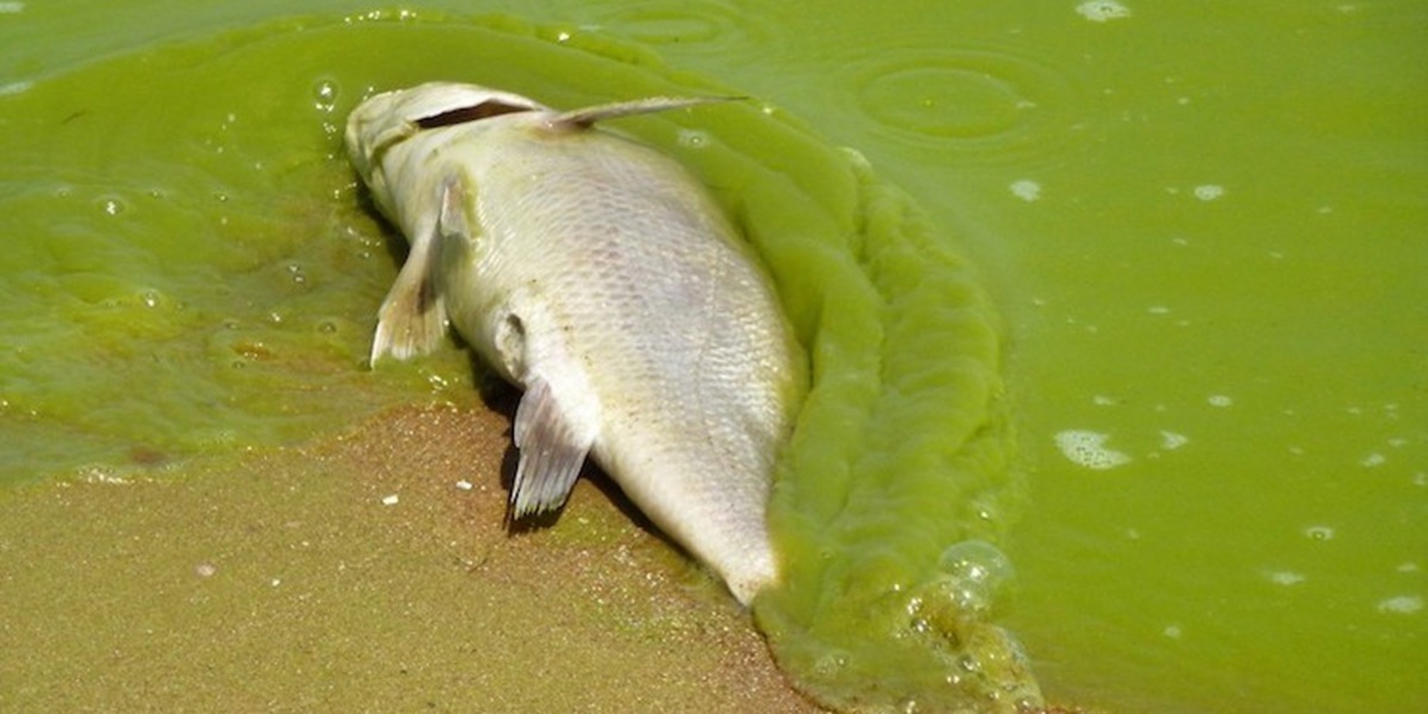 Glyphosate Sprayed on GMO Crops Linked to Lake Erie’s Toxic Algae Bloom