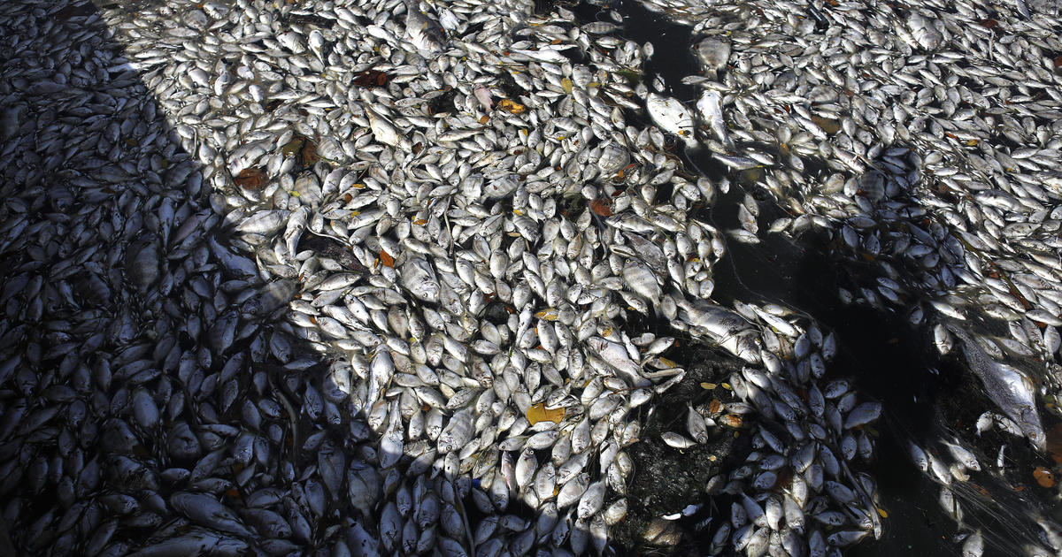 Toxic algae bloom on Florida&#039;s coast ravages marine life: "This is an absolute nightmare"Beaches near Tampa have been littered with dead sea cre...