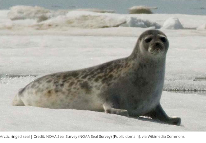 Federal Court Upholds Protection for Arctic Seals Under the Endangered Species Act—Citing Climate Change