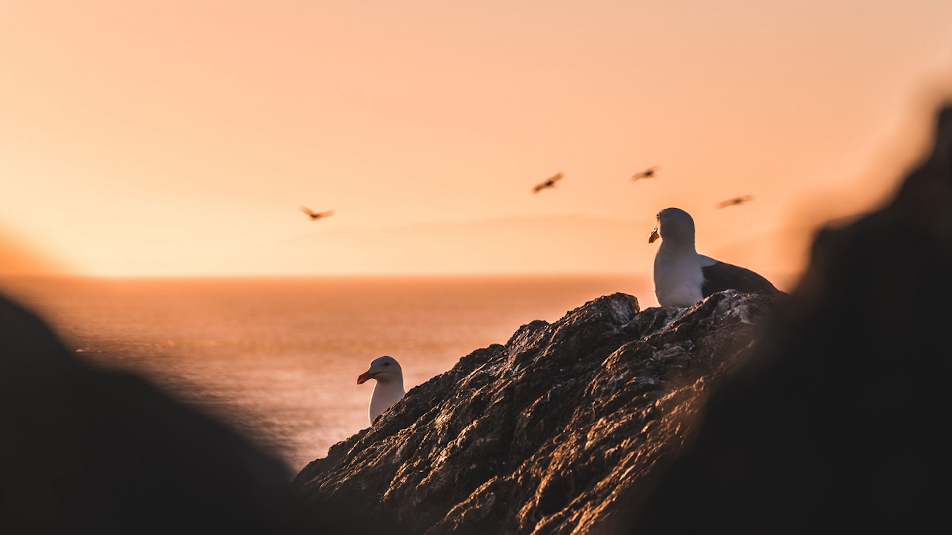 Scientists sound the alarm after finding thousands of seabirds dead on beaches: &#039;The message is clear&#039;What&#039;s happening?In 2014, scientists at th...