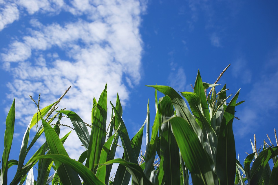 Predicting the Effect of Climate Change on Crop Yields Using Crop Models