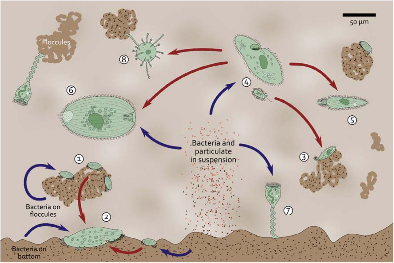 Part 13: **Bioindicators: The Best Method for Early Detection of Operational Issues in WWTPs**Using protozoan analysis and the Sludge Biotic Ind...