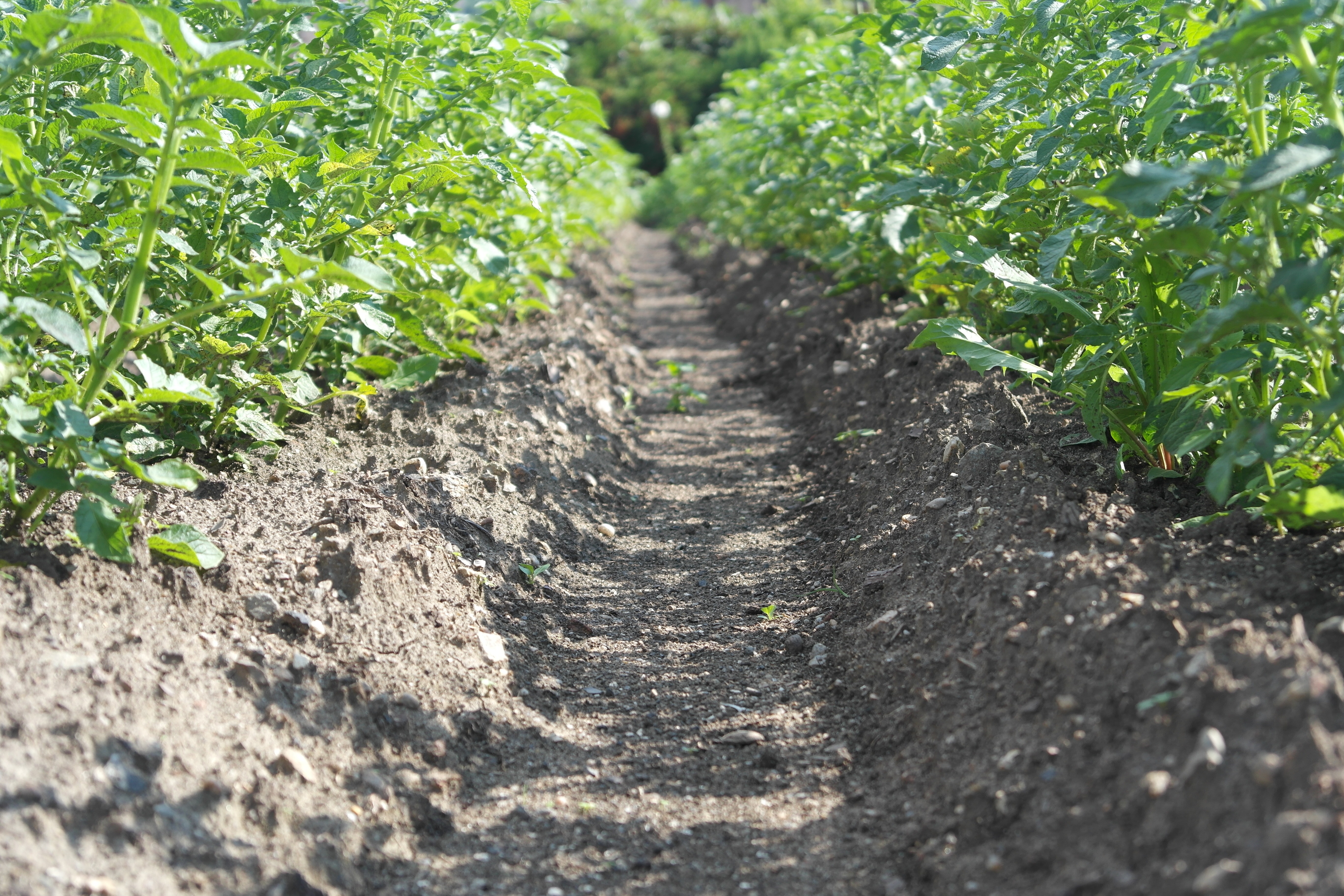 Adding Organic Matter to Soil Has a Limited Effect on Water Holding Capacity