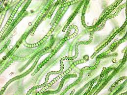 Cyanobacteria Health Issues