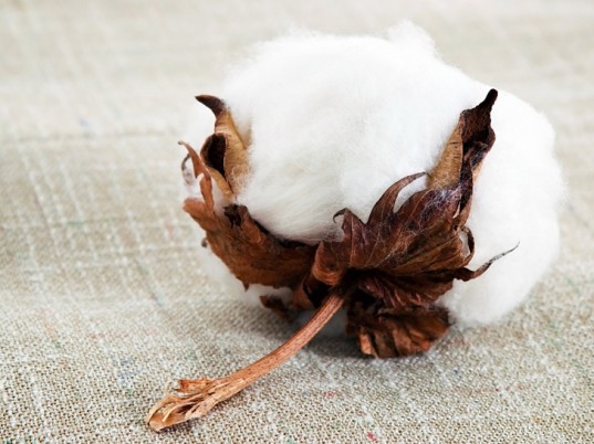 Organic Cotton Uses 91% Less Water