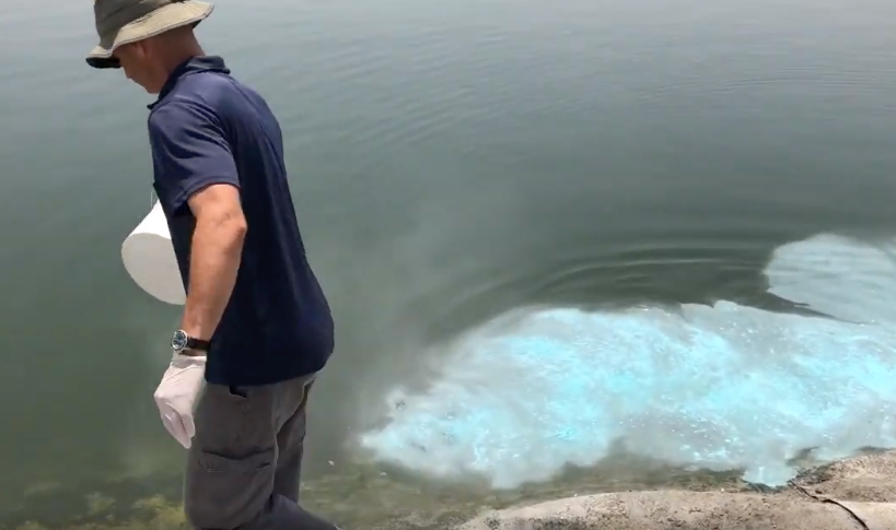 The cure for blue-green algae blooms in South Florida?