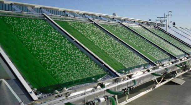 Algae Biofuels Ready for Market?