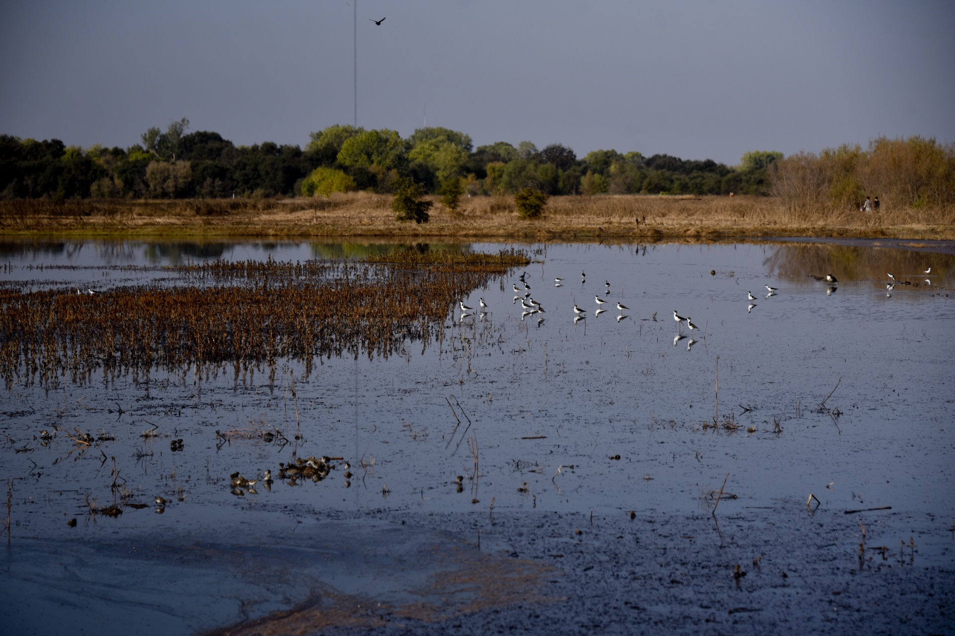 Impact of Urbanization and Climate Changes on Watersheds: Study