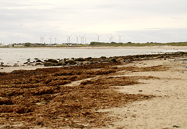 Caribbean Hit by Harmful Algal Bloom