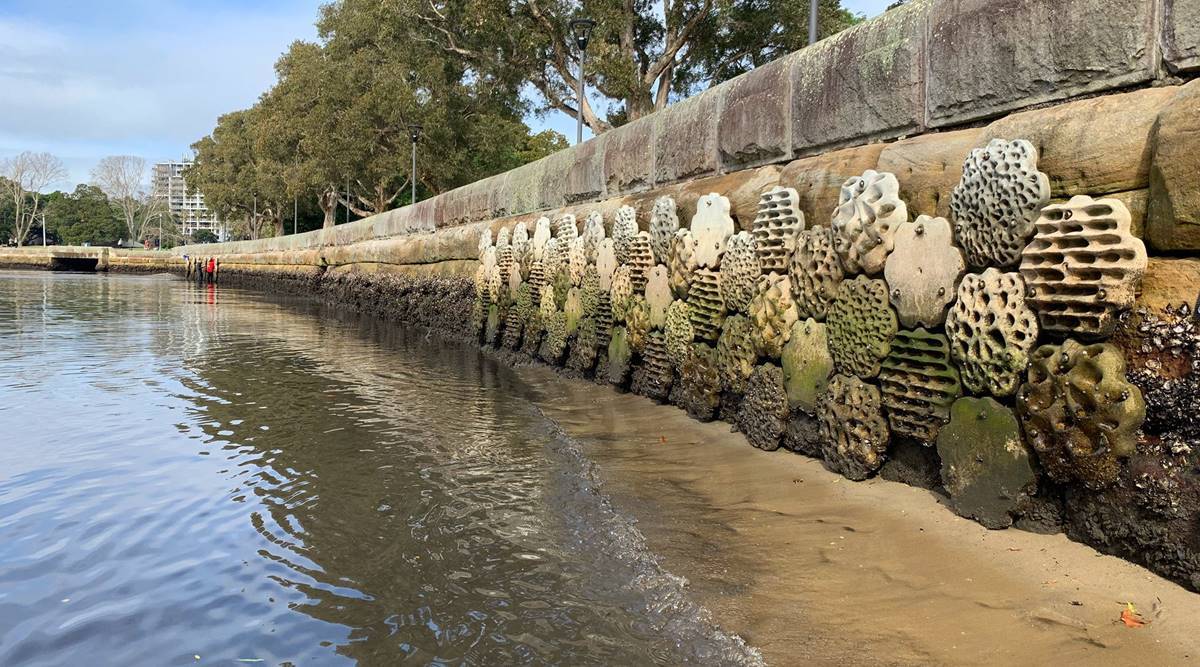 &lsquo;Living seawalls&rsquo; bring back biodiversity to Sydney Harbour