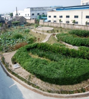 Constructed Wetland Improves Water Quality