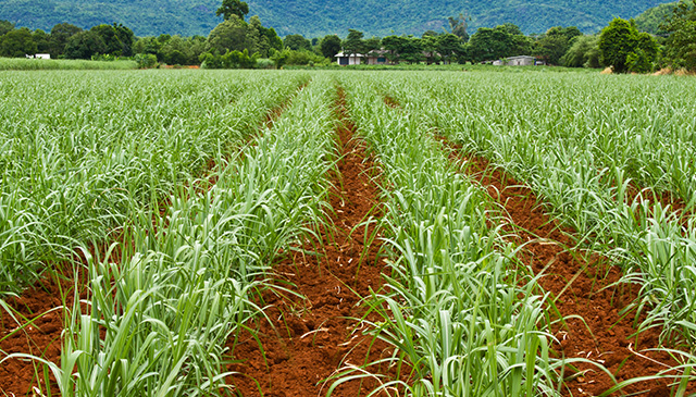 IOT Driving Smart Agriculture