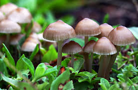 Mushrooms used to clean up urban streams