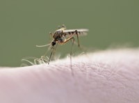 Cocktail Fights Mosquitoes in Efficient and Eco-friendly Way