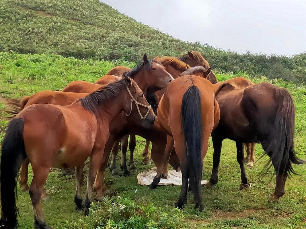 Case Study on Water Treatment in Horse Farms
