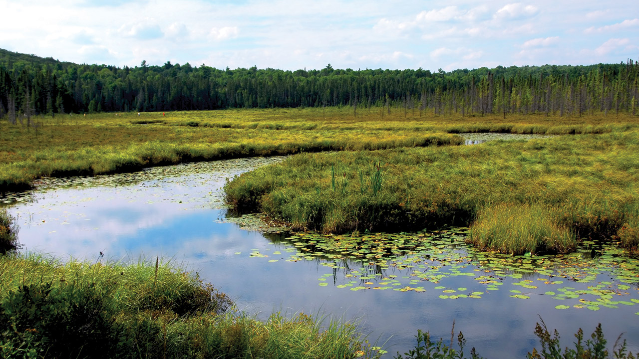 Wetlands to Clean Canadian Mining Water