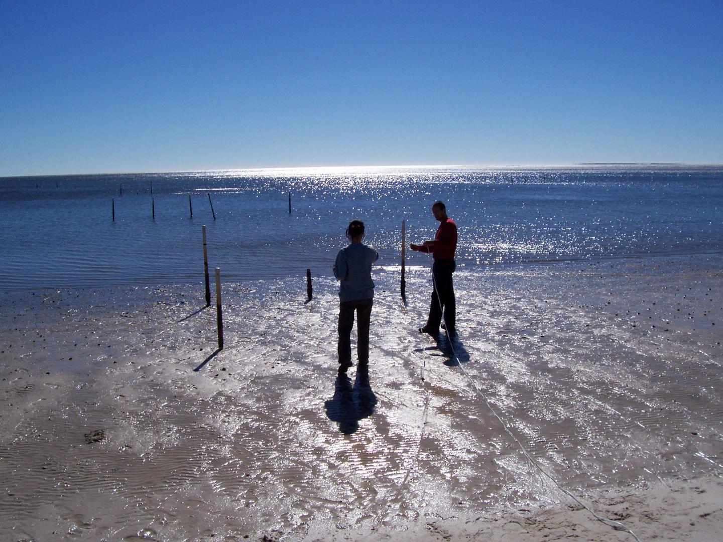 Submarine groundwater discharge is essential for the functioning of coastal ecosystems
