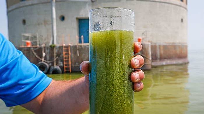 US & Dutch Water Sector Against Algae Bloom