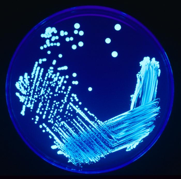 Legionella 2019:  A Position Statement and Guidance Document from the AWT